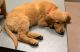 Golden Retriever Puppies for sale in Englewood, CO, USA. price: $1,000