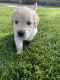 Golden Retriever Puppies for sale in Riverside, CA 92508, USA. price: $2,500