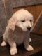 Golden Retriever Puppies for sale in Hillsboro, OH 45133, USA. price: $850
