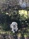 Golden Retriever Puppies for sale in Babylon, NY 11702, USA. price: $2,000