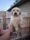 Golden Retriever Puppies for sale in Jefferson City, TN 37760, USA. price: NA