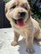 Golden Retriever Puppies for sale in Diamond Bar, CA, USA. price: $1,800