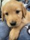 Golden Retriever Puppies for sale in Boise, ID, USA. price: $1,100