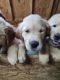 Golden Retriever Puppies for sale in Wildwood, FL, USA. price: $1,200