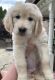 Golden Retriever Puppies for sale in Canonsburg, PA, USA. price: $1,200