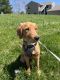 Golden Retriever Puppies for sale in Fort Drum, NY, USA. price: $2,000