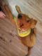 Golden Retriever Puppies for sale in Bridgeport, CT, USA. price: NA