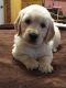 Golden Retriever Puppies for sale in Indian Trail, NC, USA. price: $1,100