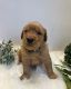 Golden Retriever Puppies for sale in Sun Valley, Los Angeles, CA, USA. price: $2,000