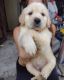 Golden Retriever Puppies for sale in Massillon, OH 44647, USA. price: $80,000