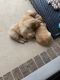 Golden Retriever Puppies for sale in Celina, TX, USA. price: NA