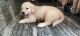 Golden Retriever Puppies for sale in Gounder Mills, Tamil Nadu 641029, India. price: NA