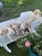Golden Retriever Puppies for sale in Ocala, FL, USA. price: $1,400
