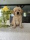 Golden Retriever Puppies for sale in Warsaw, NY 14569, USA. price: $1,800