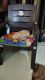 Golden Retriever Puppies for sale in Naini, Prayagraj, Uttar Pradesh, India. price: 23000 INR