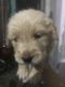 Golden Retriever Puppies for sale in Ambala Cantt, Haryana, India. price: 12000 INR