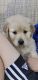 Golden Retriever Puppies for sale in Sterling Heights, MI, USA. price: $1,500