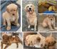 Golden Retriever Puppies for sale in Livingston, LA 70754, USA. price: $700