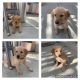 Golden Retriever Puppies for sale in Winchester, CA, USA. price: $1,500