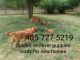 Golden Retriever Puppies for sale in Oklahoma City, OK, USA. price: $1,000