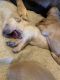 Golden Retriever Puppies for sale in Sacramento, CA, USA. price: $1,500