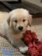 Golden Retriever Puppies for sale in Wilmington, NC 28409, USA. price: NA