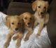 Golden Retriever Puppies for sale in Guthrie, OK, USA. price: $400