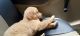 Golden Retriever Puppies for sale in Shimla, Himachal Pradesh, India. price: 16000 INR