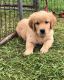 Golden Retriever Puppies for sale in Liberty, PA 16930, USA. price: $1,400
