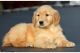 Golden Retriever Puppies for sale in Chandigarh, Punjab 148023, India. price: NA