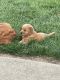Golden Retriever Puppies for sale in Lynchburg, OH 45142, USA. price: $1,000