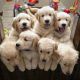 Golden Retriever Puppies for sale in San Jose, CA 95118, USA. price: $400