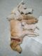 Golden Retriever Puppies for sale in Ghaziabad, Uttar Pradesh, India. price: 18000 INR
