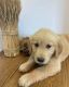 Golden Retriever Puppies for sale in 130 Old Franklin School Rd, Pittstown, NJ 08867, USA. price: $1,500