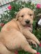 Golden Retriever Puppies for sale in Lafayette, TN 37083, USA. price: $1,000