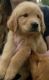 Golden Retriever Puppies for sale in Edmonton, KY 42129, USA. price: $1,500