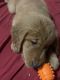 Golden Retriever Puppies for sale in Lake Charles, LA, USA. price: $800