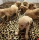 Golden Retriever Puppies for sale in Albertville, AL 35950, USA. price: $900