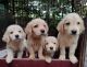 Golden Retriever Puppies for sale in Thambu Chetty Palya, Battarahalli, Bengaluru, Karnataka, India. price: 15000 INR