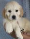 Golden Retriever Puppies for sale in Buckeye, AZ, USA. price: NA