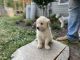 Golden Retriever Puppies for sale in Sanford, NC, USA. price: NA