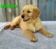 Golden Retriever Puppies for sale in Newaygo, MI 49337, USA. price: $650
