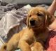 Golden Retriever Puppies for sale in Long Beach, CA, USA. price: $180,000