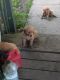 Golden Retriever Puppies for sale in Arcola, IL 61910, USA. price: NA