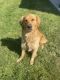 Golden Retriever Puppies for sale in Ashland, OH 44805, USA. price: $500