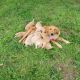 Golden Retriever Puppies for sale in Homosassa Springs, FL 34446, USA. price: $1,800
