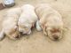 Golden Retriever Puppies for sale in Kotputli, Rajasthan 303108, India. price: 15000 INR