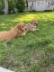 Golden Retriever Puppies for sale in Eatontown, NJ, USA. price: $1,000