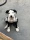 Golden Retriever Puppies for sale in Stockton, CA 95204, USA. price: $300