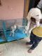 Golden Retriever Puppies for sale in Khajaguda, Telangana, India. price: 20000 INR